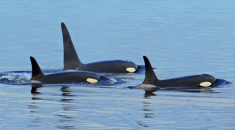 wqopl-4-pod-of-orcas-on-patrol